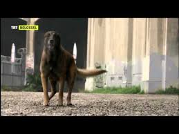 Pitbull Tehlikeli Midir Testi 1 Youtube