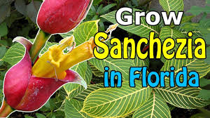 Image result for Sanchezia