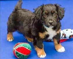 Have You Ever Seen A Bernese Mountain Dog Corgi Mix Ira Is A Cutie Meet Her At The Mhs Berman Center For Animal Car Burmese Mountain Dogs Dog Mixes Cute Dogs