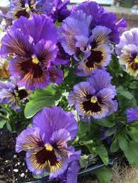 Monica Cates On Twitter Pansies Flowers Nature Pansies Flowers