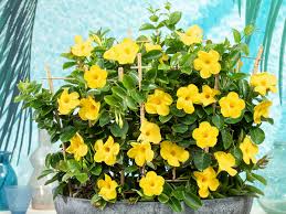 Image result for dipladenie žlutá obrázek