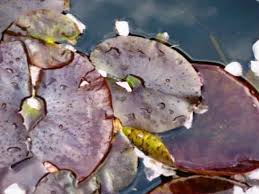 To do this, take an aluminum or coffee can, punch small holes in them that are small enough for leeches to fit in, then use bait such as raw chicken and put it into the pond's shallow areas. How To Remove Leeches From Your Pond Without Chemicals Dengarden