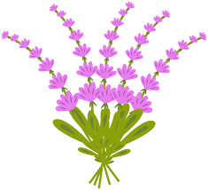 Pngtree provides millions of free png, vectors, clipart images and psd graphic resources for designers.| Free Lavender Flower 1190445 Png With Transparent Background