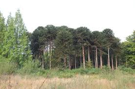 Image result for Arauk rie Araucaria