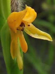 Image result for Platycoryne