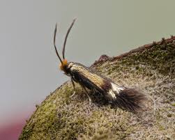Image result for Enteucha acetosae