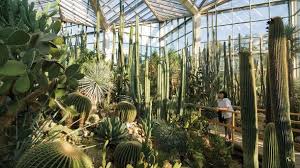 Der botanische garten an der leipziger straße im norden von chemnitz ist anziehungspunkt für große und kleine besucher. Tropenfeeling Die Schonsten Palmengarten In Deutschland