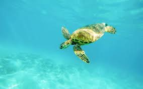 While young, their carapace, or. 10 Tremendous Turtle Facts Noaa Fisheries