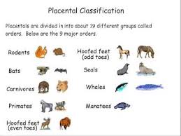 12 34 Mammal Classification Biology Libretexts