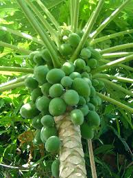The common two spotted mite and several nematodes are known pests of papaya trees. Papaya Natural Green Movement