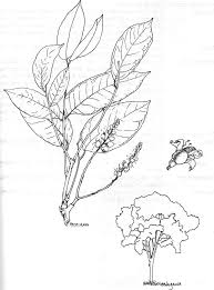 Image result for Isoberlinia doka