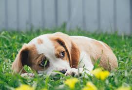 When do puppies calm down? When Do Beagle Puppies Calm Down Modern Beagle