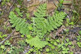 Image result for Mohria