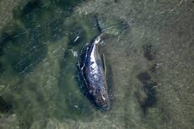 Heute soll Timmys Weg nach Hause starten: Der Tag der Rettung