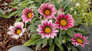 Maybe you would like to learn more about one of these? Drought Tolerant Plants Garden Gate