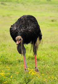 Kiwi Emu Birds That Cannot Fly Ozzy The Ostrich Ostriches Big Bird Ostrich
