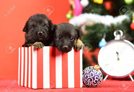 Puppy flowers birthday delivery box container birthday basket faux flowers 800 flowers flower we will custom design your beaded gift box in a color of your choice. Santa Puppy At Christmas Tree In Present Box Year Of Dog Holiday Stock Photo Picture And Royalty Free Image Image 90406510