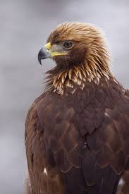 Birds That Start With F Edvard Wendelin Golden Eagle Eagle Birds Of Prey