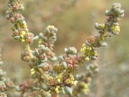 Image result for Suaeda vermiculata