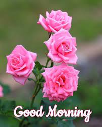 Maybe you would like to learn more about one of these? Good Morning Images With Cute Flowers Hutomo