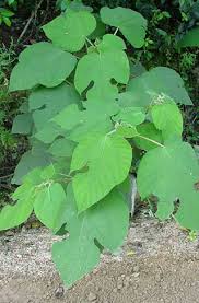 Image result for Broussonetia papyrifera