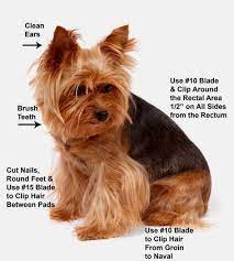 Yorkie Grooming Details About Yorkie Grooming Dvd Four Videos How To Groom Yorkie Yorkshireterrier Lap Dogs Yorkie Dogs Yorkshire Terrier