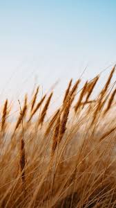 The Latest Iphone11 Iphone11 Pro Iphone 11 Pro Max Mobile Phone Hd Wallpapers Free Download Spike Dry Grass Fie Iphone Wallpaper Wallpaper Free Wallpaper