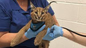 Caracal is the common name of this cat while felis caracal is its scientific name. Wild Cat Rescue We Help Liberate Four Servals And Two Caracals In Desperate Need World Animal Protection