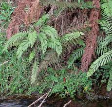 Image result for Pneumatopteris afra