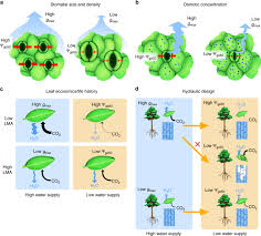 The flowers and remaining buildings are lovely, but it is the history of the place that impresses. A Stomatal Safety Efficiency Trade Off Constrains Responses To Leaf Dehydration Nature Communications