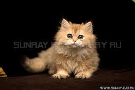 Oriel, tarihi bir alsas şehri olan riquewihr'in kalbinde yer almaktadır. Katzchen Madchen Britisch Langhaar Schwarz Golden Shaded Loriel Alter 1 Monat 28 Tage Foto Von Katzen 28463 Sunray