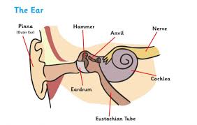 Who invented the first single channel cochlear implant? What Is A Cochlear Implant Answered Twinkl Teaching Wiki