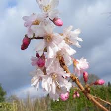 Flowering cherry trees for sale flowering cherry trees or cherry blossom trees, are one of the most regularly planted trees in the uk and it's easy to see why when you see them in full bloom. Buy Cherry Trees Online Range Of Flowering Cherry Trees Available For Sale