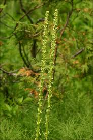 Image result for Habenaria tentaculigera