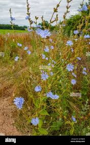 Image result for Cichorium