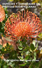 After the first year, water about once a. Amazon Com Especies Y Variedades De Proteas Sudafricanas Spanish Edition Ebook Perez Juan A Rodriguez Kindle Store