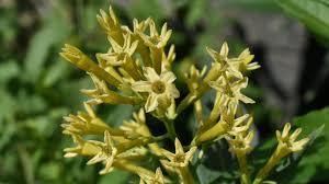 Image result for Cestrum