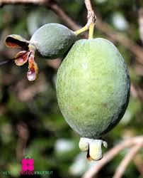 Image result for Feijoa