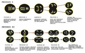 Setelah terbentuk dua inti pada kutub yang berlawanan aster menghilang dan terjadi penebalan sitoplasma yang diikuti pembagian sitoplasma (sitokinesis). Pembelahan Meiosis Pengertian Tujuan Ciri Perbedaan Gambar