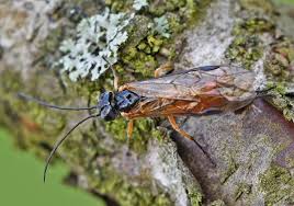 Image result for Secamone filiformis