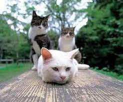 貓愛滋病導讀 貓咪感染了貓愛滋後 會產生類似人類aids的免疫不全臨床症狀 僅能加以控制 並緩解臨床症狀 臺灣流浪貓群高愛滋感染率的原因 大都是錯誤資訊所導致的下場 以下文章愛貓人士一起來關心 pets animals cats