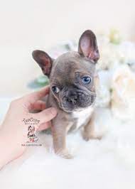 French bulldog puppies northern michigan. The Best Parrots In The World Blue Merle Mini French Bulldog