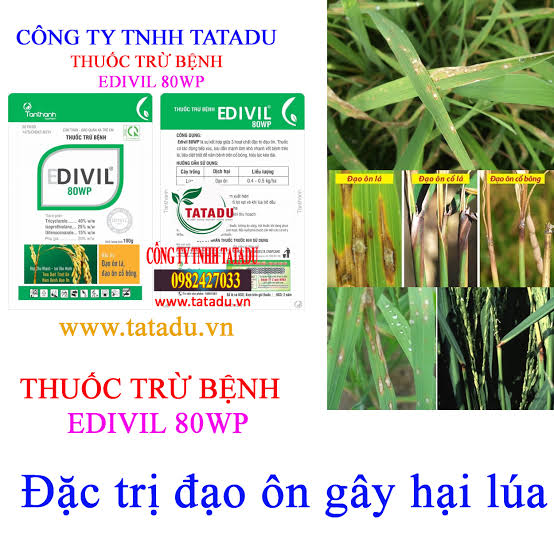Edivil 80WP