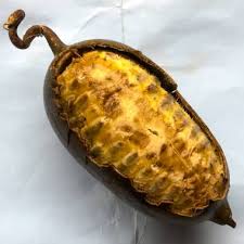 Image result for Cogniauxia