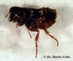 Steckbrief Flohe Siphonaptera
