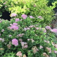 Image result for Spiraea japonica ´Little Princess