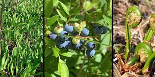 Foraging Wild Edibles