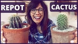 A parent plant produces an identical offset, which is usually a small clump, that you can divide and grow. How To Repot A Cactus Like A Pro How To Repot Cacti Youtube