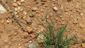 Image result for Microchloa