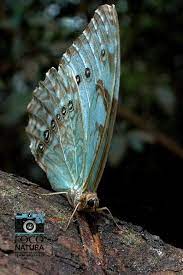Pin Em Mariposas